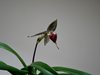 Paphiopedilum Rothschildianum